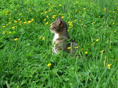 Frida im Gras Frida im Gras